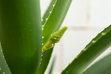 aloe vera little flower on white blurry background, soft focus close upの写真素材
