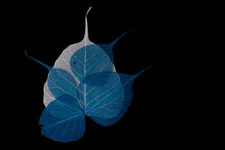 Skeleton leaves white and blue bouquet on black background, abstract photographyの写真素材