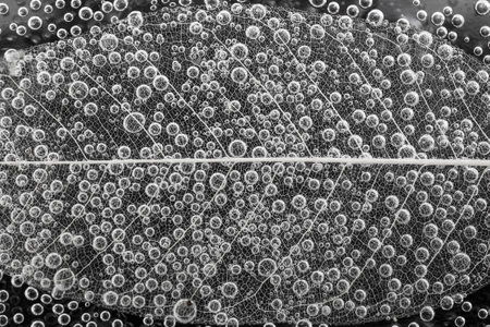 efervescent bubbles on a leaf skeleton structure on black background, abstract structureの写真素材