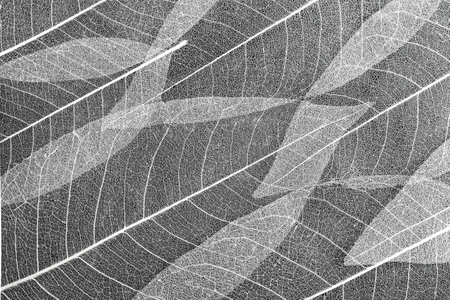 Close up of fiber structure of dry leaves texture background. Cell patterns of Skeleton leaves, Leaf veins arranged, abstract background for creative banner design or greeting card.の写真素材