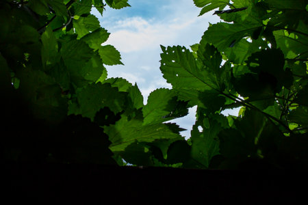Bright sky hole seen thru lush foliage, shadow in a hot day , abstract concept, soft focus texture