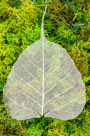 skeleton leaf on green lichen texture, soft focus, abstract natural backdrop.