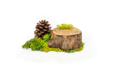 Tree trunk cross section with stabilized lichen and a pine cone, setting for natural product display, isolated on white backgroundの写真素材