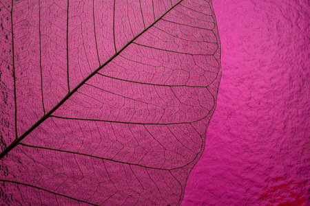 skeleton leaf on Benevolent Pink background, soft focus close up