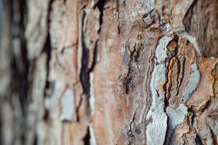 Pine tree bark texture, soft focus. Defocused background close upの写真素材