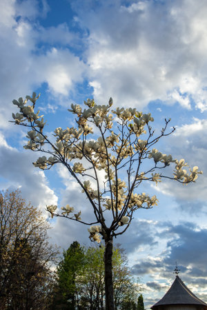 White blossom magnolia tree on blue sky background, with sunset warm lightの写真素材