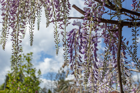 Wisteria tree flower in the spring against blue sky, soft focusの写真素材