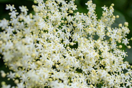 Sambucus, or elder berry flower, soft focus