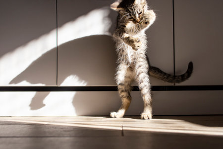 Cute domestic baby cat playing and standing in two feet with hard shadows on furnitureの写真素材