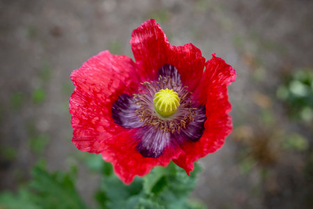 Beautiful Red poppy flower, flat lay on defocused garden floorの写真素材