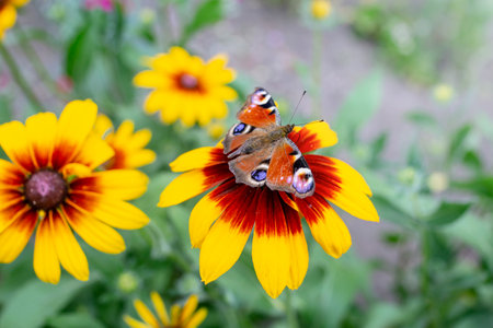Beautiful Butterfly Peacock Eye, sits on a yellow flower Rudbeckia hirta , Monarch Butterfly Inachis io pollinating  Black-Eyed Susan flower, Peacock Butterflyの写真素材