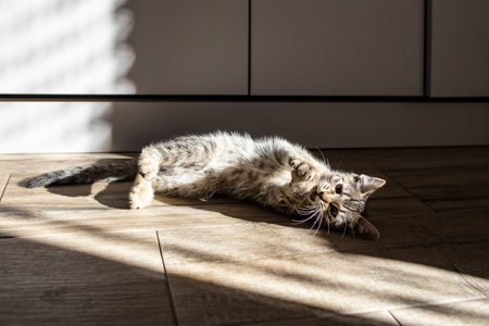 Cute domestic baby cat playing laying down   with hard shadows and sun trail on furniture, soft focusの写真素材