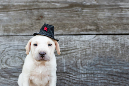 Funny dog puppy with a pilgrim hat on gray wood background,  close up, thanks giving invitationの写真素材