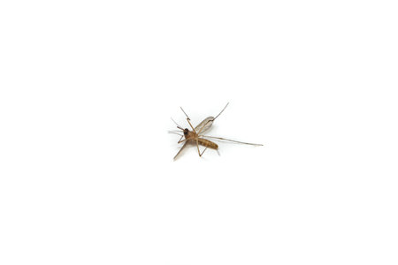 One dead mosquito on white background, soft focusの写真素材