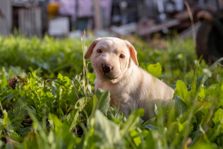 Funny face of a small beige puppy dog, standing in the garden grass, raising a lipの写真素材