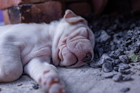 Cute wrinkled skin puppy, sleeping next to a outdoor stove, soft focus
