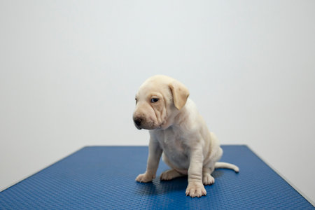 scared puppy on a blue veterinarian table with a white wallの写真素材
