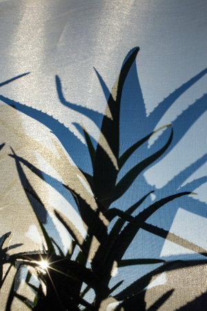 Aloe vera plant leaves shadows and silhouettes on transparent fabric curtain, with sun flare, soft focusの写真素材