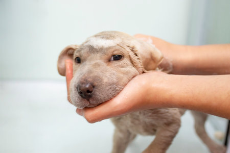 Woman hands washing a small puppy in the bathroom, soft focusの写真素材