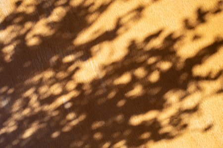 Lush plant shadows on orange wood texture, minimal cosmetic  backgroundの写真素材