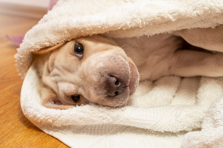 Cute little puppy laying wrapped in a fluffy white towel, with a sleepy gazeの写真素材