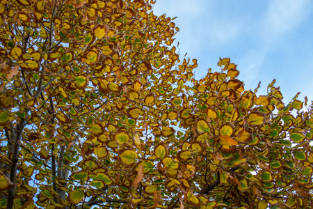 Gradient autumn drying leaves on a beautiful colored tree, on blue clear skyの写真素材