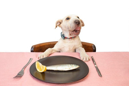 Funny puppy dog with toungue out sitting at the table with a plate and a small fishの写真素材