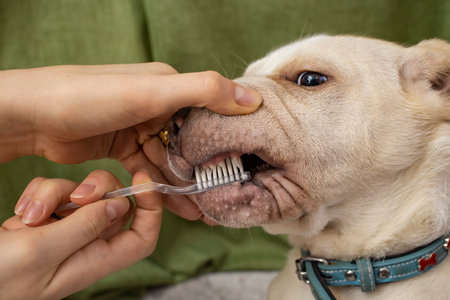 Woman hands brushing a dogs teeth, soft focusの写真素材