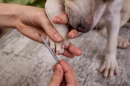 Woman hands holding a puppy dog paw and a metal nail file, abstract   conceptの写真素材