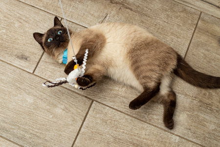 Earth tones siamese cat playing with a mouse toy on ceramic   flooringの写真素材