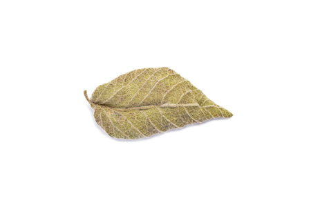 Dried sage leaf isolated on white, close upの写真素材