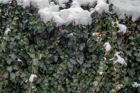 Ivy creeper hedge, fence with snow and green leaves, abstractの写真素材