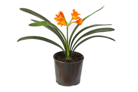 potted clivia miniata orange flower isolated on white