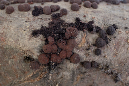 Hypoxylon fragiforme fungi on dead wood trunk , soft focus