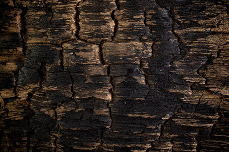Burn charred wood board, black burned timber texture banner with golden scratches