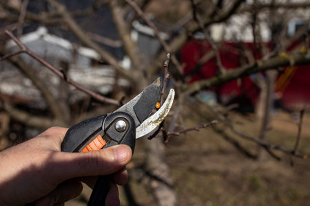 Male hand holding garden scissors pruning a treeの写真素材