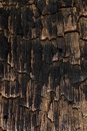 Burn charred wood board, black burned timber texture banner with golden scratches,の写真素材