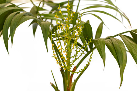 Areca potted plant inflorescence isolated on white backgroundの写真素材