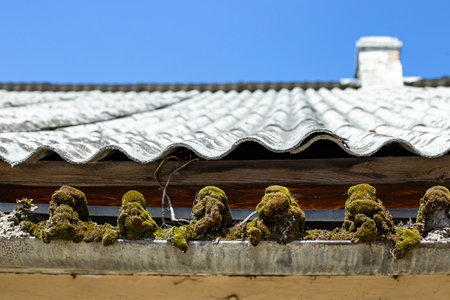 Clogged roof gutter with piled moss structure, and obsolete roofing