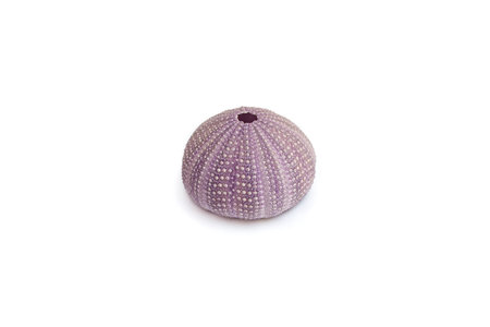 Violet sea urchin shell side view isolated on white background, soft focusの写真素材