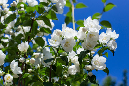 White jasmine flowers bouquet against blue sky background, abstract springの写真素材