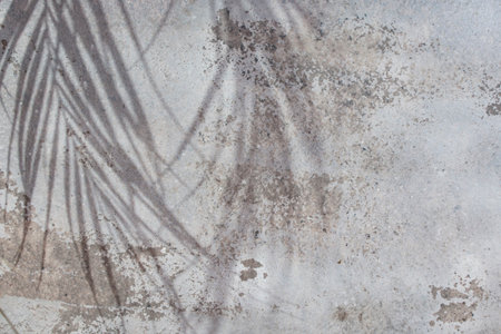 Exotic palm leaves shadows on weathered cement gray wall stucco  background, plant silhouettes texture, abstract defocused backdropの写真素材