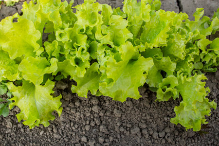 Lettice row on a garden dirt, growth close upの写真素材