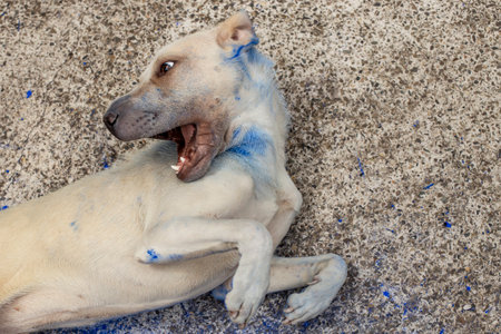 Cute beige dog rolling around and laughing in blue colored dye dustの写真素材