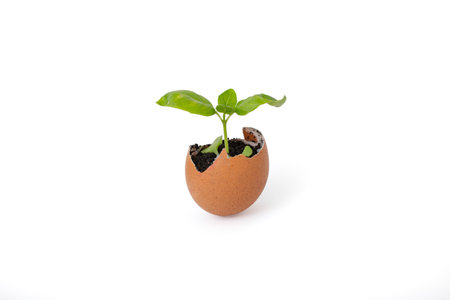 Basil plant sprout growing in an egg shell with soil. Isolated spring metaphorの写真素材