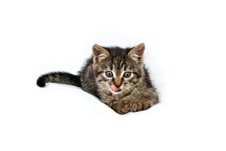 Cute gray tabby kitten with tongue out funny face, isolated on whiteの写真素材