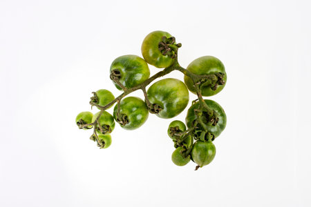 Green cherry tomatoes isolated on white backgroundの写真素材