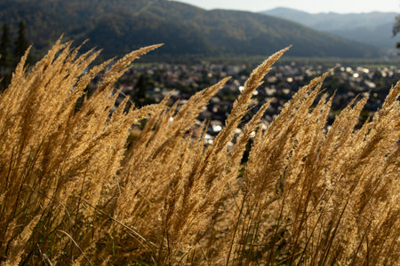 Field on a hill side  with Dry Feather Grass. Calm View, Peaceful Landscape, blurred view