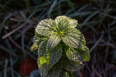 Green leaves of nettle plant with hoarfrost after the first morning frost