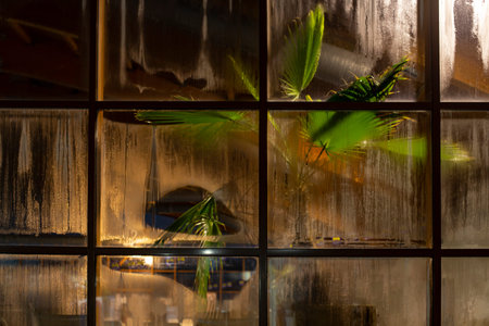 Swimming pool or greenhouse glass windows with condensation and palm tree leaves reflections,...